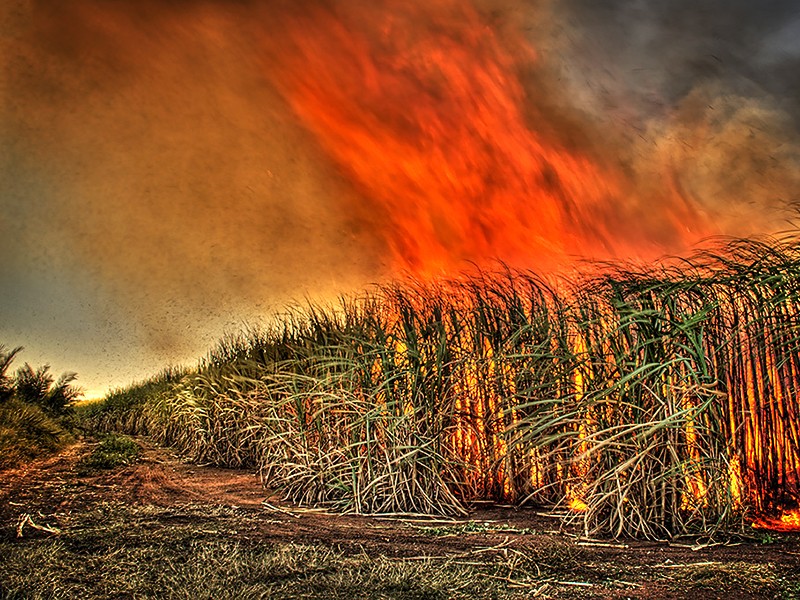 “How Sugarcane Fires in Florida Are Making Black People Sick” an interview w/ Frank Biden